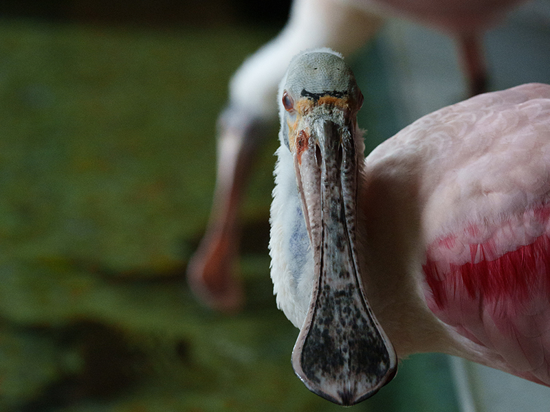 Pink Flamingo
